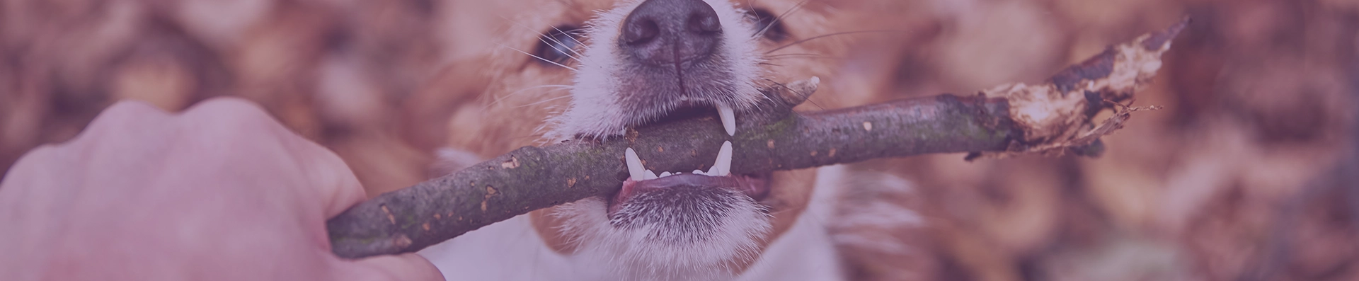 A man plays with a stick with a dog