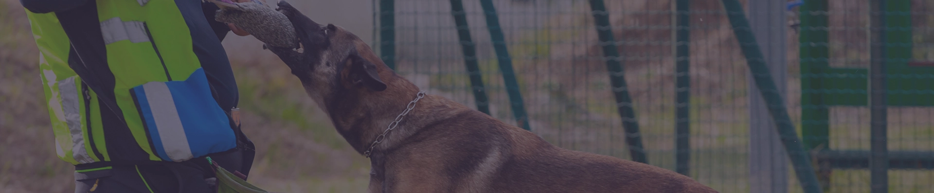 A dog bites a man in training